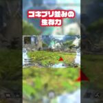 【APEX】キャラコンに助けられた瞬間…. #shorts