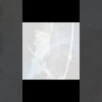 【APEX】被ダメゼロ。”デコイが前”意識するだけで勝率が変わるミラージュ必須思考【みらたんぐ】