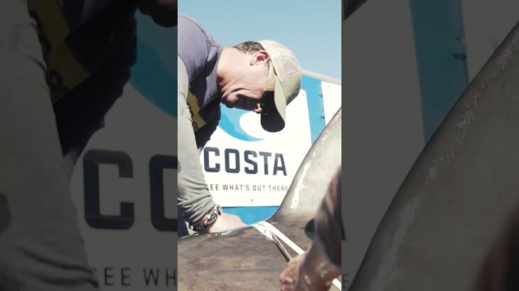 First White Shark Encounter with OCEARCH Founder