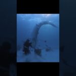 How Scientists “Turn Off” a Shark 🦈🧠