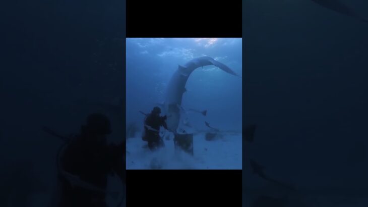 How Scientists “Turn Off” a Shark 🦈🧠