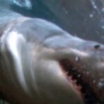 OCEARCH Sharkives: UPSIDE DOWN PARALYSIS (Chapter 12)