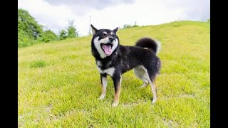 【APEX】全キャラダブハンとる。残り14キャラ。