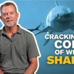 Cracking the Code of White Sharks
