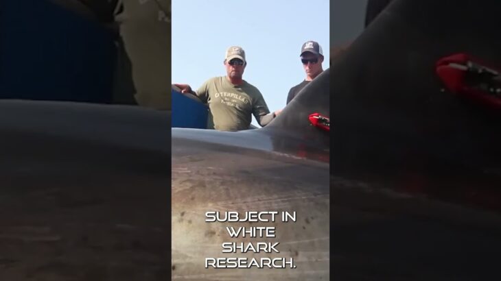 Katharine the Great White Shark: 38,000 Miles of Ocean Discovery