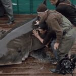 SHARKIVES Chapter 15 | The Power of Shark Tracking Data