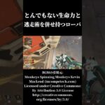 とんでもない生命力と闘争術を併せ持つローバ #apex