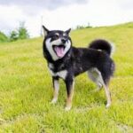 【APEX】全キャラダブハンとる。残り14キャラ。w/claris兄弟