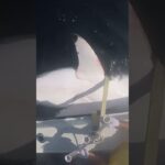 OCEARCH Returns to Nova Scotia | Expedition Collaboration with Tancook Islands Marine Field Station