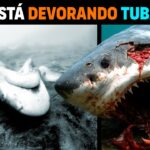 Tubarão-Branco DEVORADO por CRIATURA DESCONHECIDA no mar