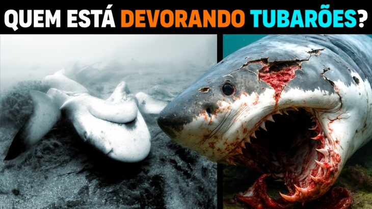 Tubarão-Branco DEVORADO por CRIATURA DESCONHECIDA no mar
