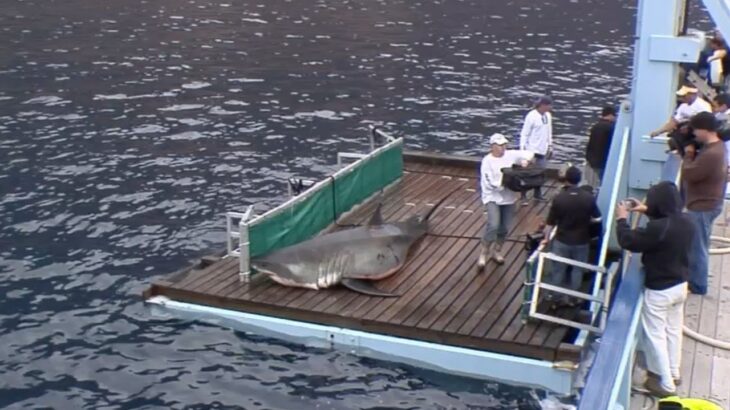 The One We Want | Sharkives Chapter 21